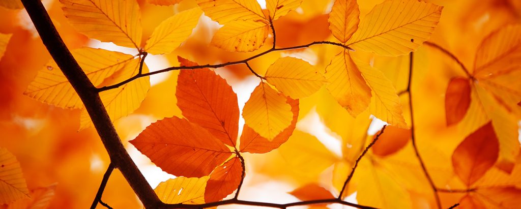 autumn leaves