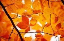 autumn leaves