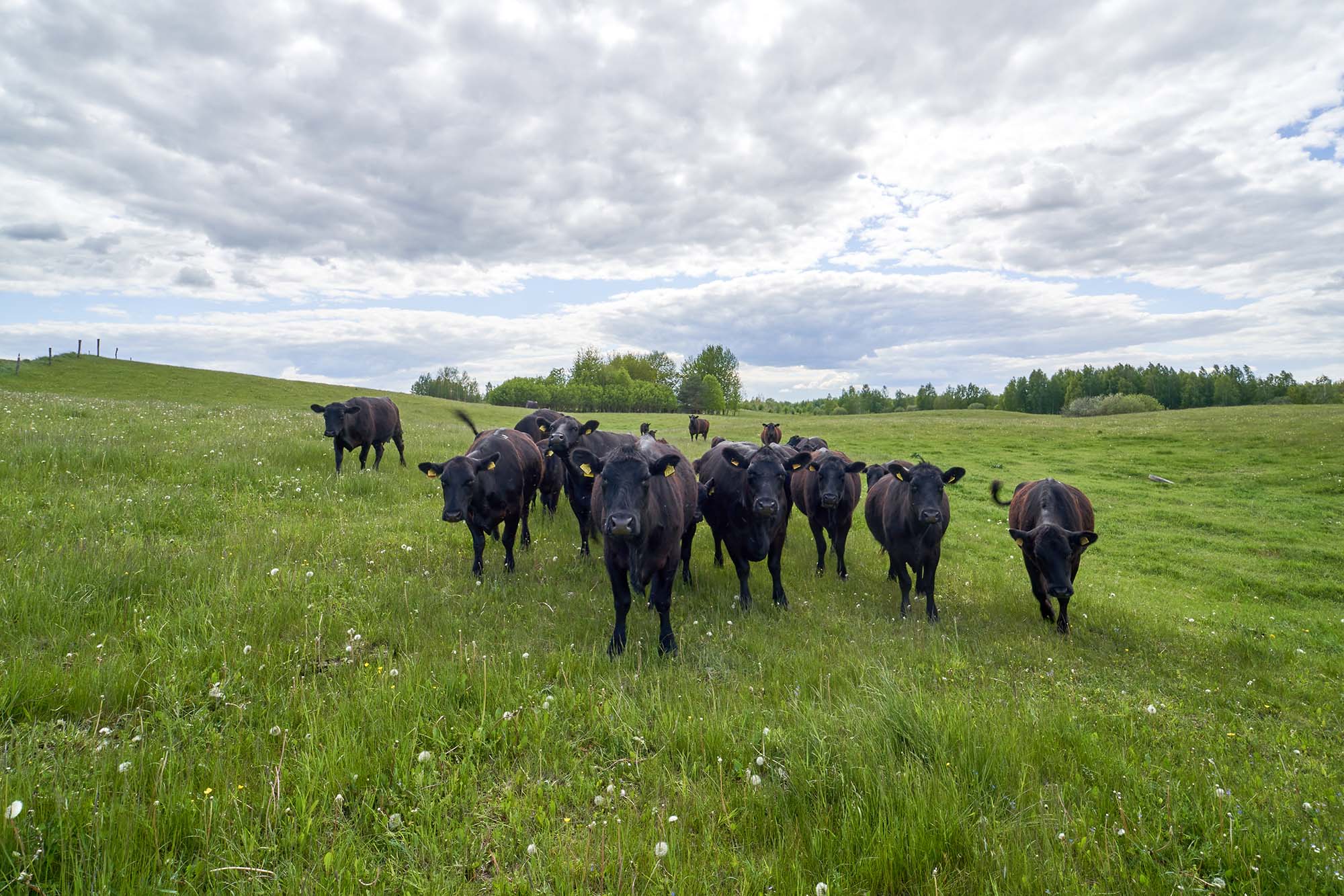 black angus cows on a grassy hill