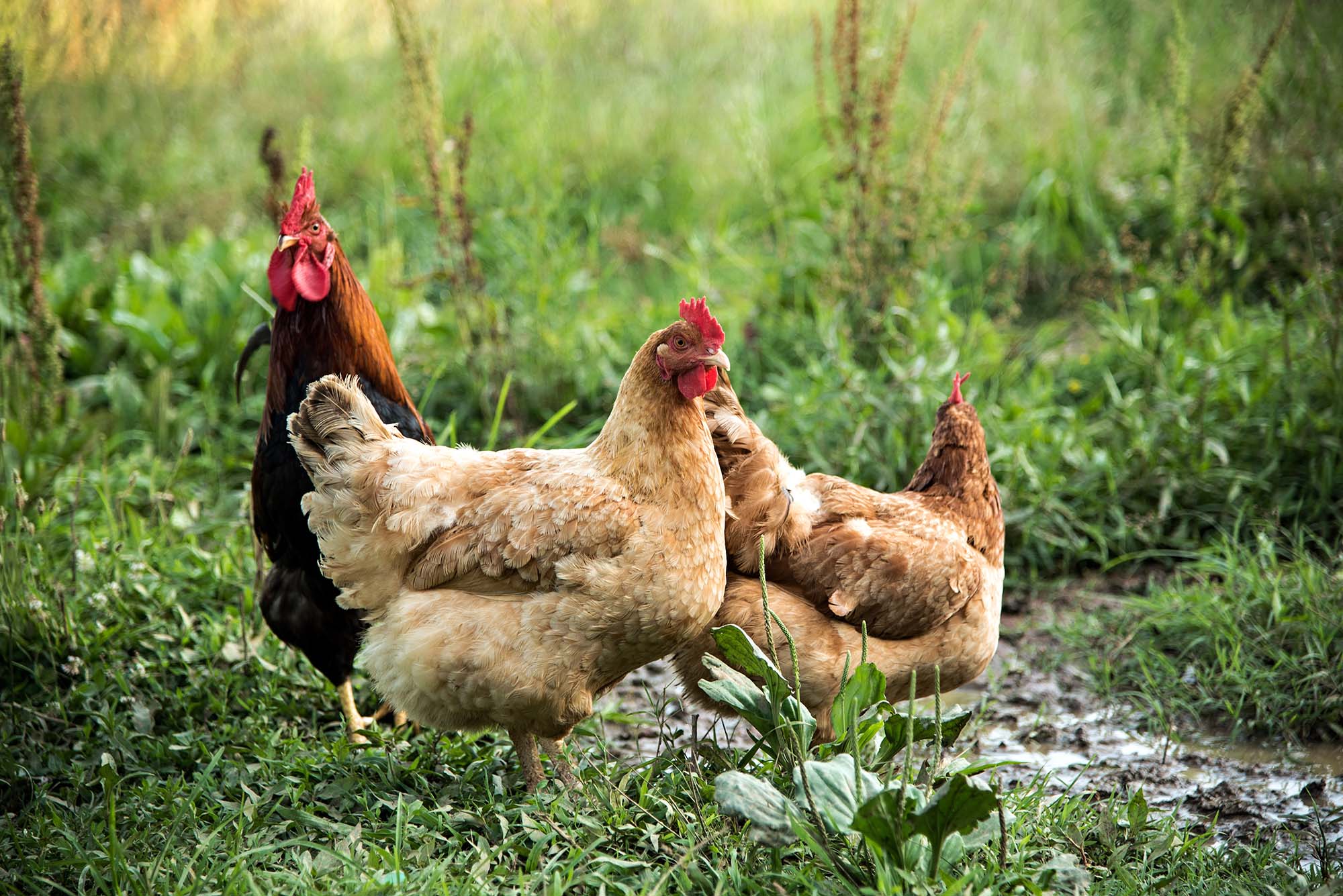 chickens foraging