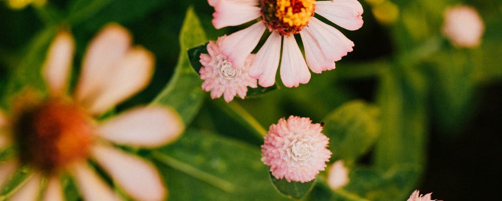 flower picture