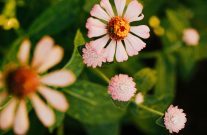 flower picture