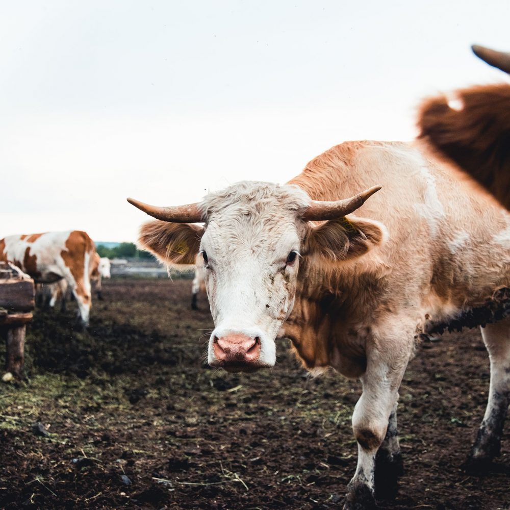 photo of a cow with horns