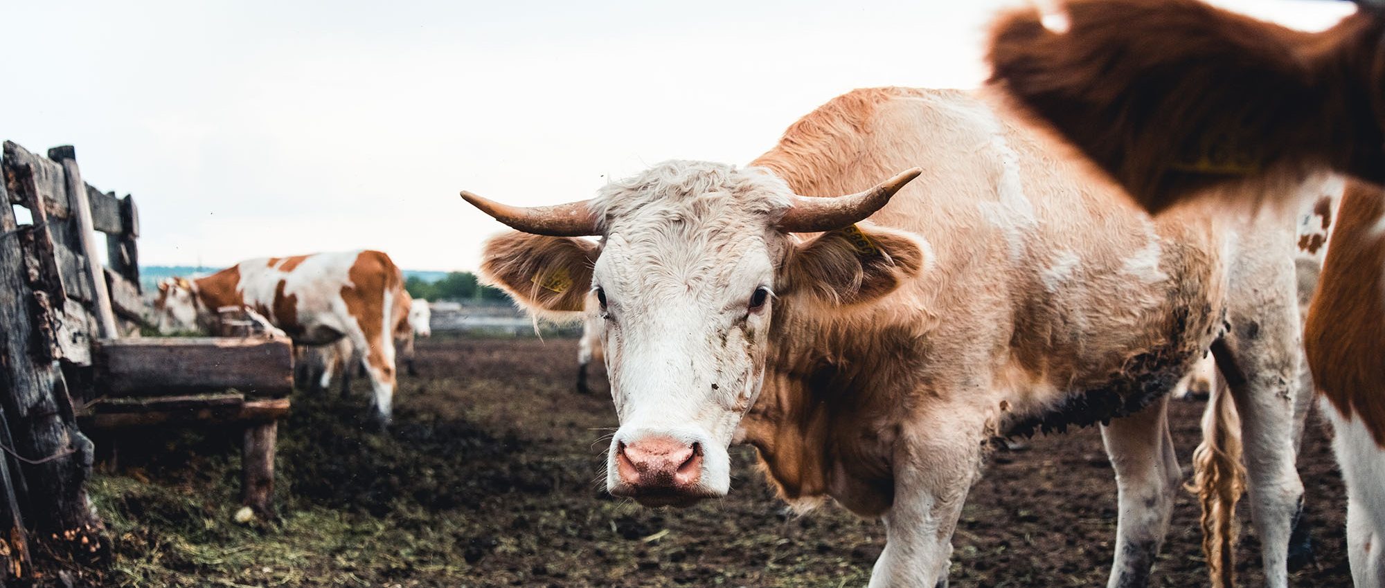 photo of a cow with horns