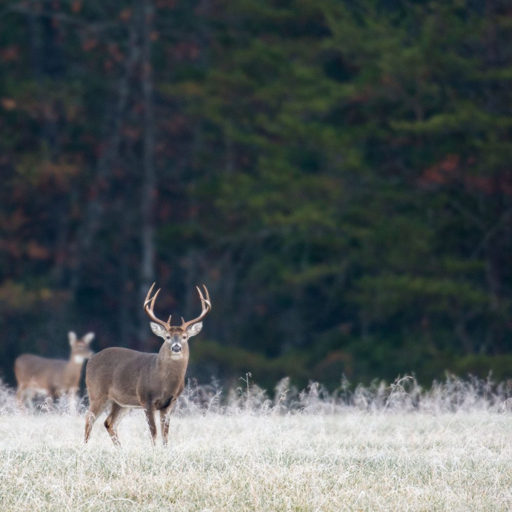 photo of a deer in a field