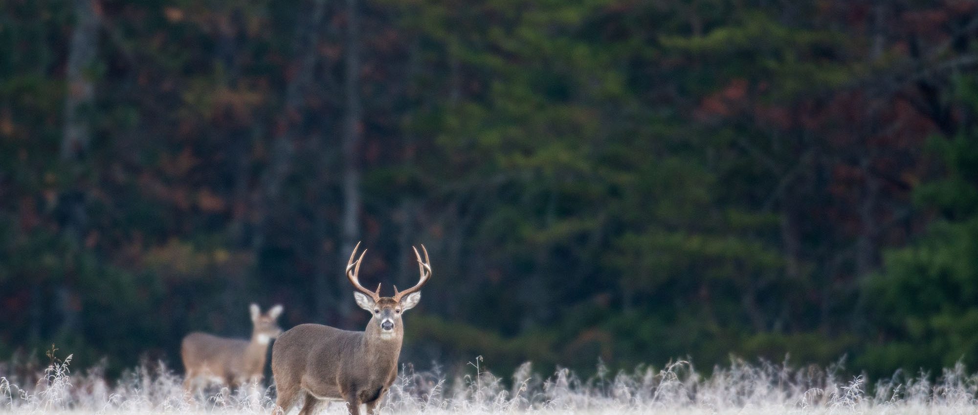 photo of a deer in a field