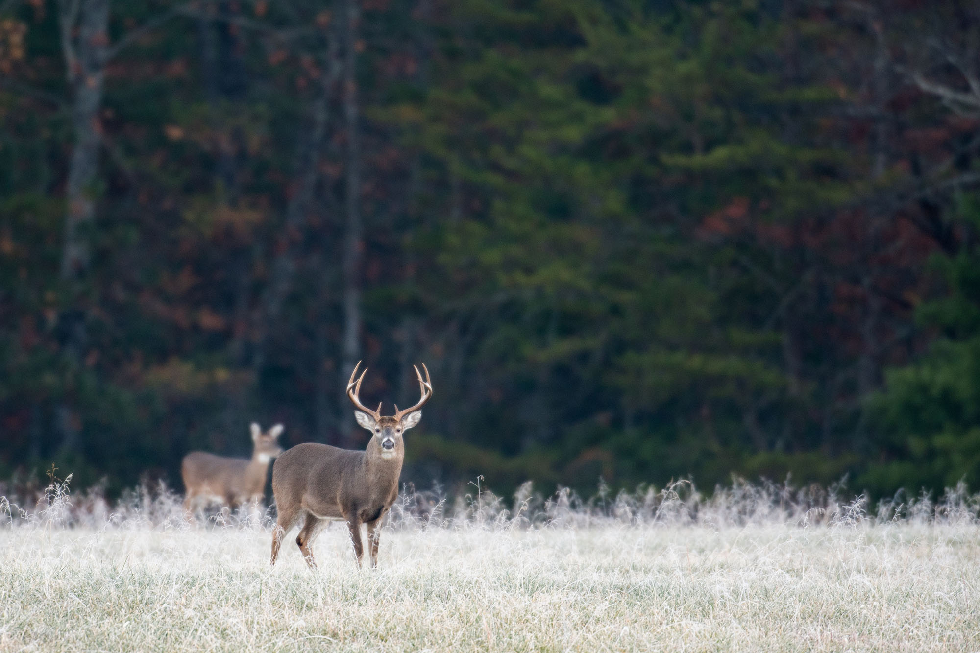 photo of a deer in a field
