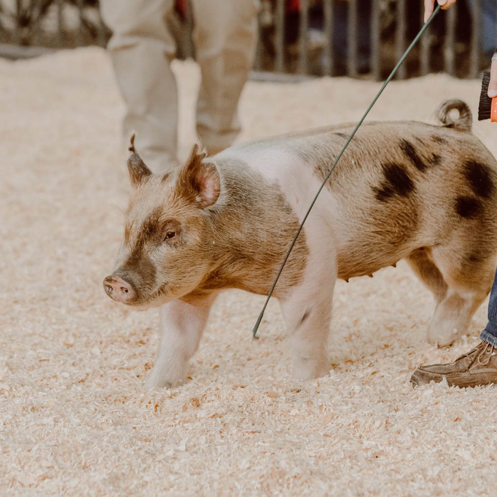 photo of a kid showing a pig