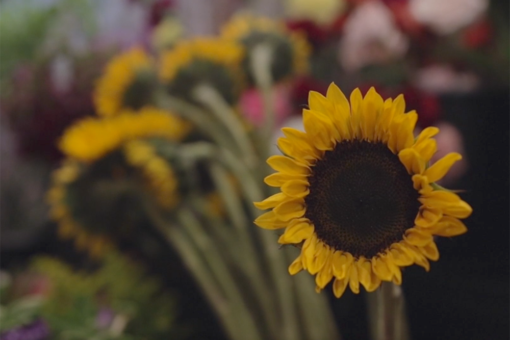 photo of a sunflower