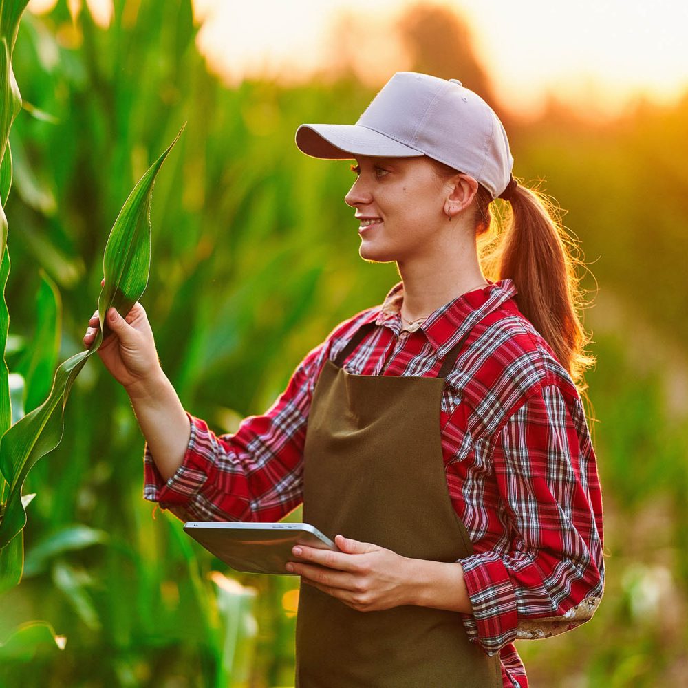 photo of a woman checking her corn crop