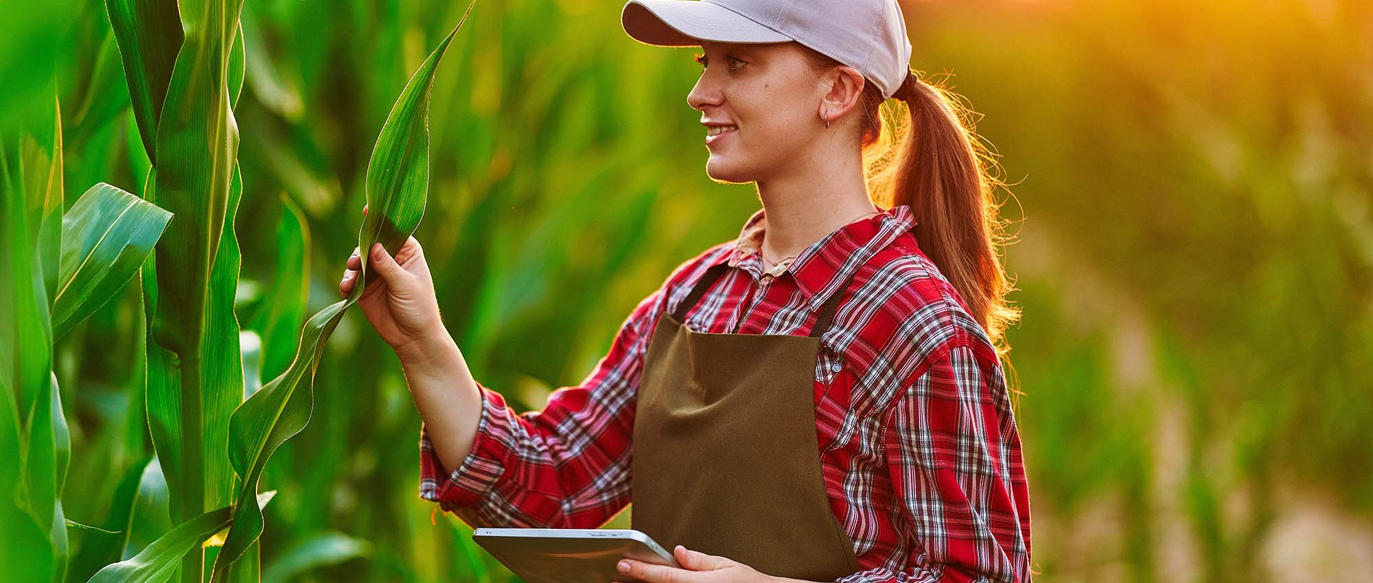 photo of a woman checking her corn crop