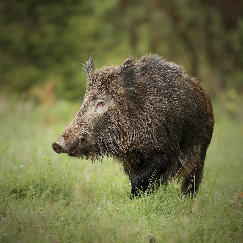 picture of a wild hog in a field
