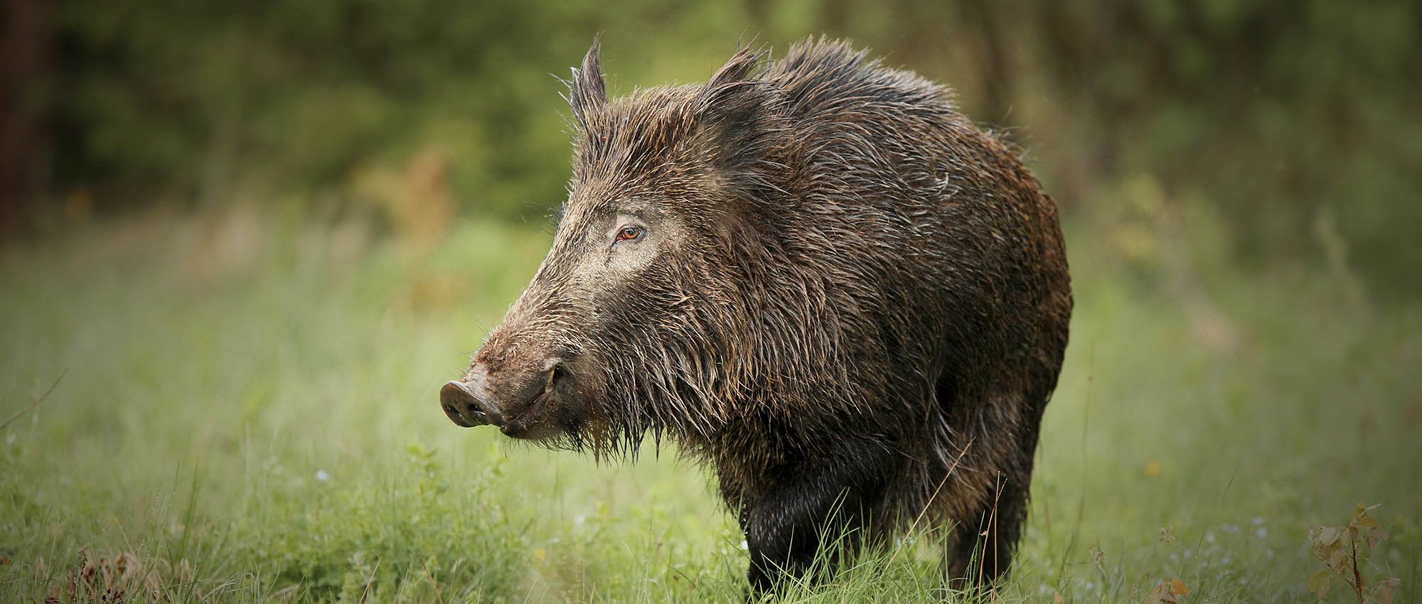 picture of a wild hog in a field