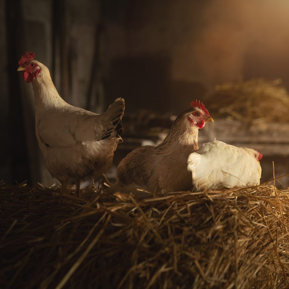 picture of three chickens in a coop