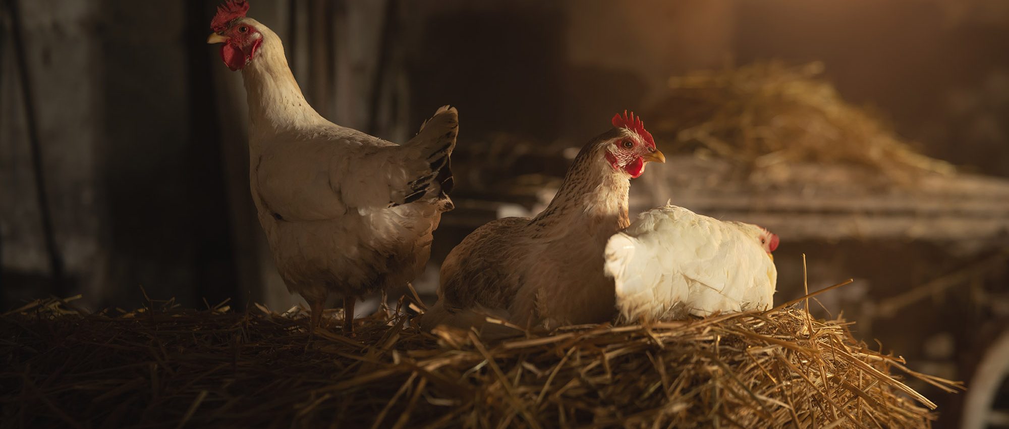 picture of three chickens in a coop