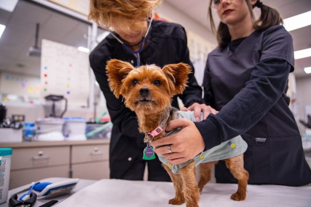 Calling all animal lovers! 🐶🐱 Did you know Advanced Health Careers offers a Veterinary Assistant pathway option? A few other pathways include Diagnostic Aide & Nurse Assistant and Sports Medicine. Apply today: centraltech.info/AdvancedHealth #centraltechAHC